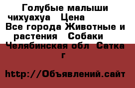 Голубые малыши чихуахуа › Цена ­ 25 000 - Все города Животные и растения » Собаки   . Челябинская обл.,Сатка г.